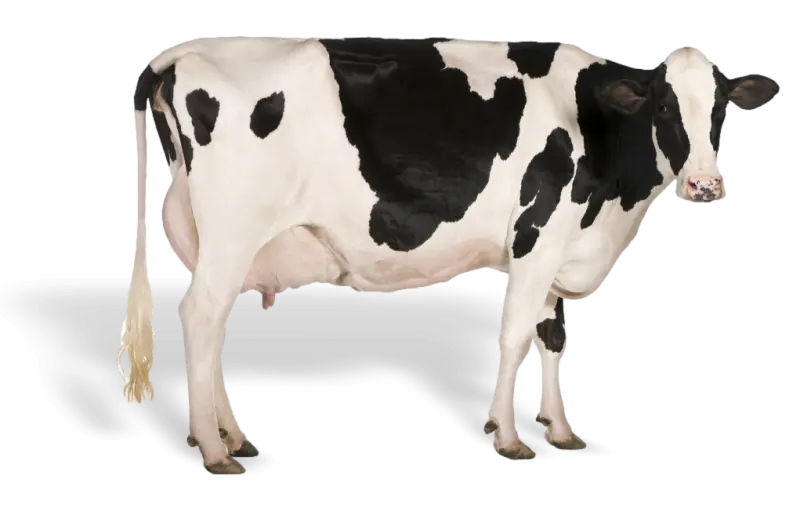 white dairy cattle sparc knowledge hub