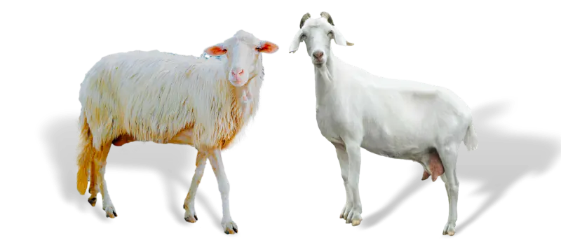 White dairy sheep and goats sparc knowledge hub.