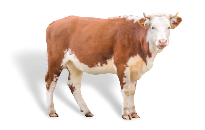 brown beef cattle sparc knowledge hub