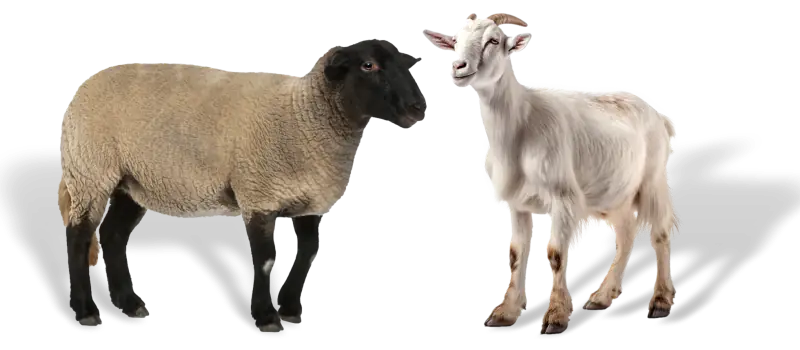 brown beef sheep and goats sparc knowledge hub